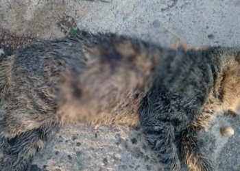 3 kedi öldürüldü: Para cezası ile kurtulmasın3 kedi öldürüldü: Para cezası ile kurtulmasın