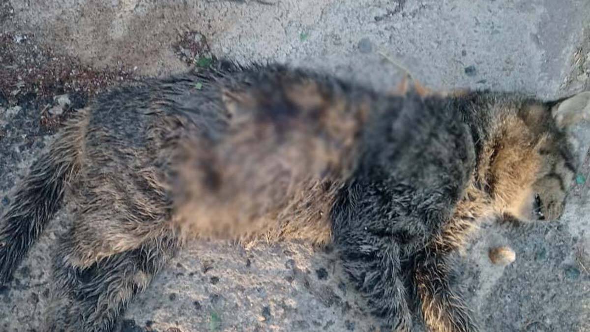 3 kedi öldürüldü: Para cezası ile kurtulmasın3 kedi öldürüldü: Para cezası ile kurtulmasın