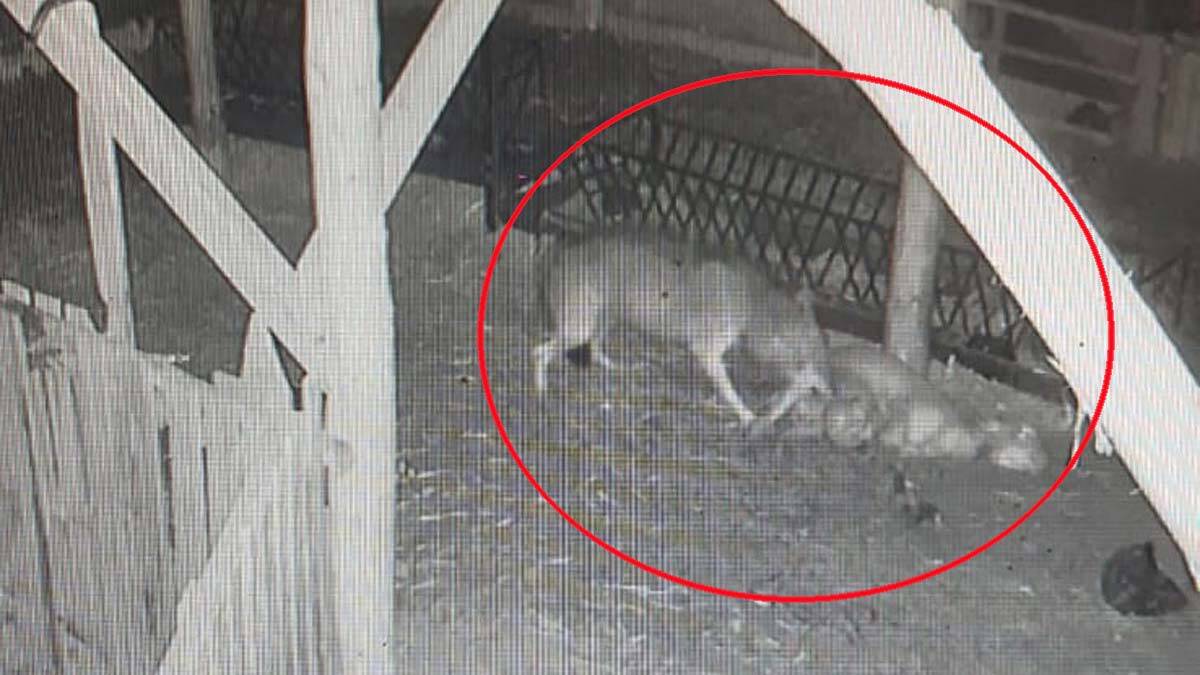 Ağıla giren kurtlar 2 koyunu öldürdü