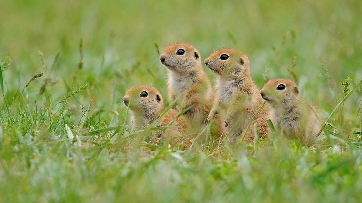 Akdeniz'de yaban hayatı fotokapanda