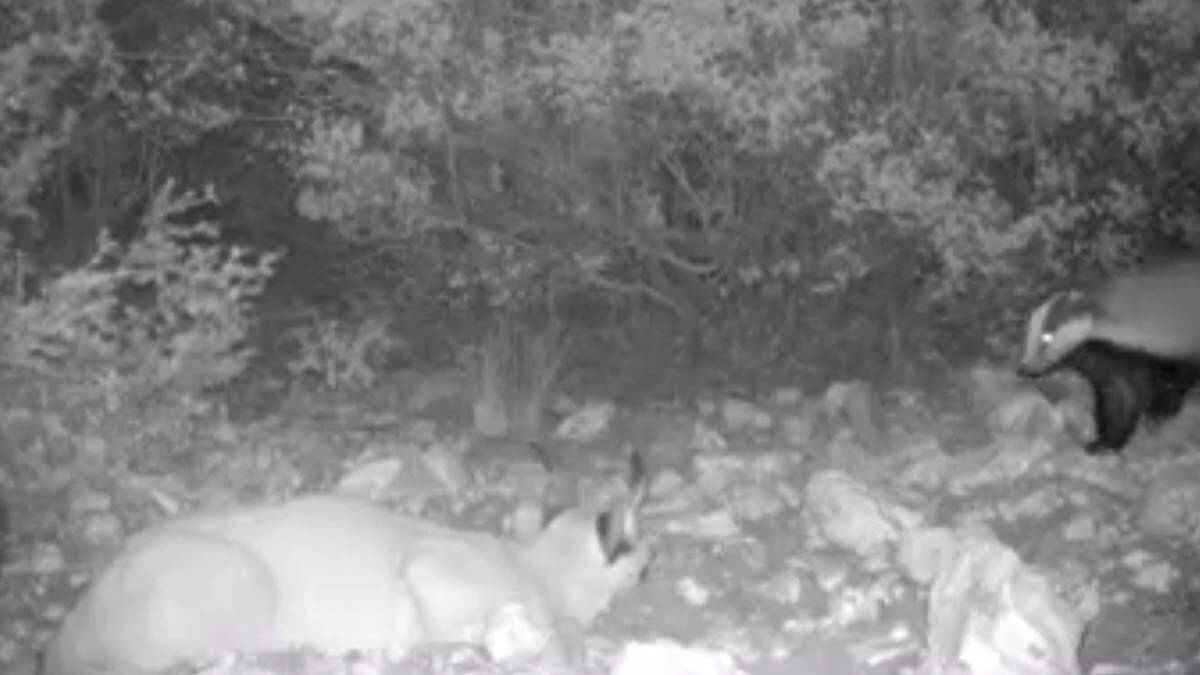 Görüntülerde nesli tükenme tehlikesindeki yaban hayvanları yer alıyor