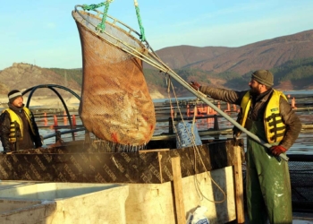 Almus'ta 6 bin 660 ton alabalık ve somon yetişiyor