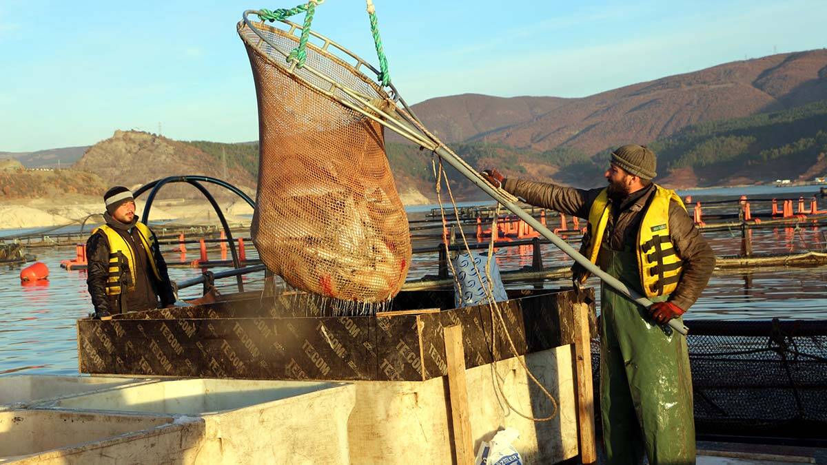 Almus'ta 6 bin 660 ton alabalık ve somon yetişiyor
