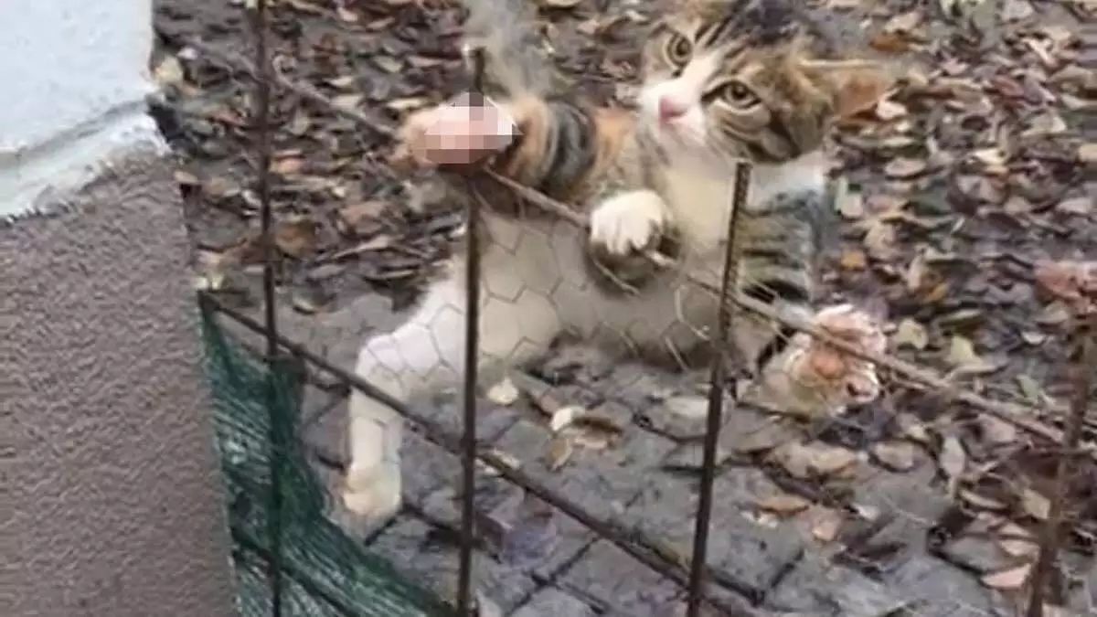 Ayağına demir saplanan yavru kediyi itfaiye kurtardı