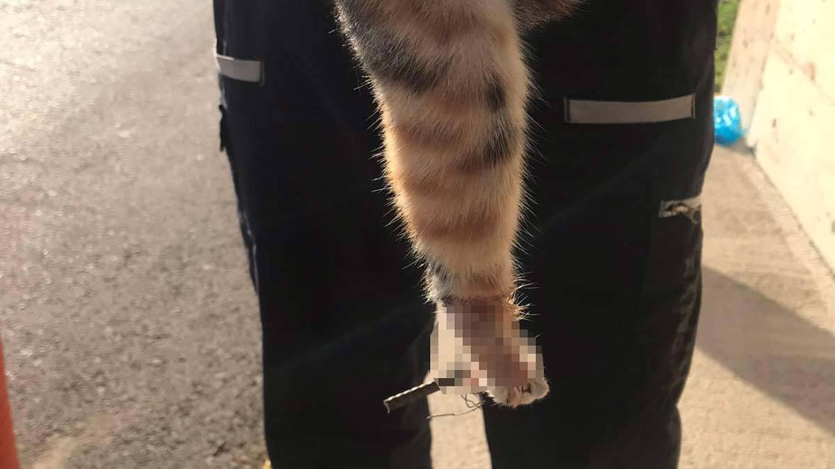 Demirler kesilerek, yavru kedi kurtarıldı