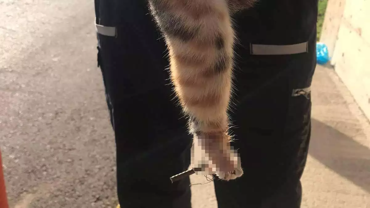 Demirler kesilerek, yavru kedi kurtarıldı