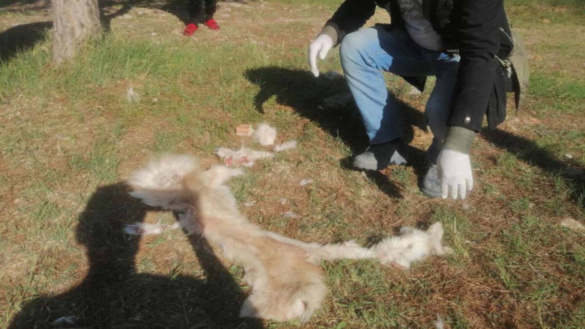 Aydın'da ağaçlık alanda kedi ölüsü bulundu