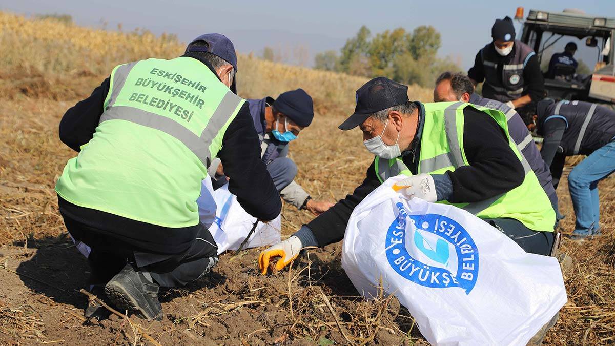 Büyükşehir, mor patates hasadını yaptı