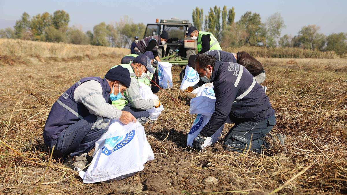 Büyükşehir, mor patates hasadını yaptı