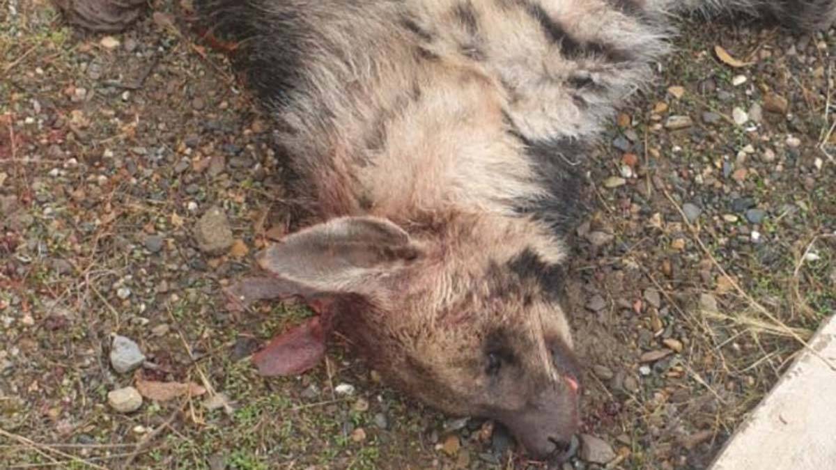 Bingöl'de çizgili sırtlan araç çarpması sonucu öldü