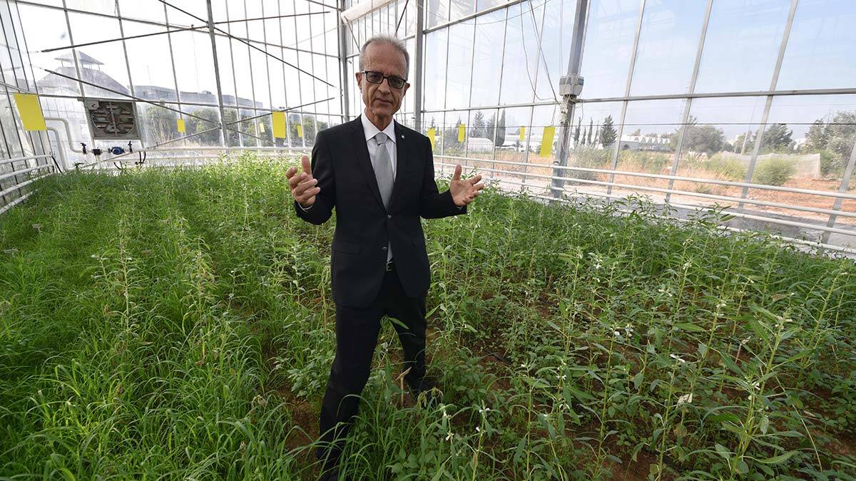 Bitki mutasyonu ile olumsuz genler yok edildi