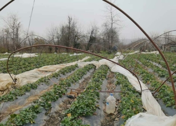 Bursa'da lodosta çilek seraları zarar gördü