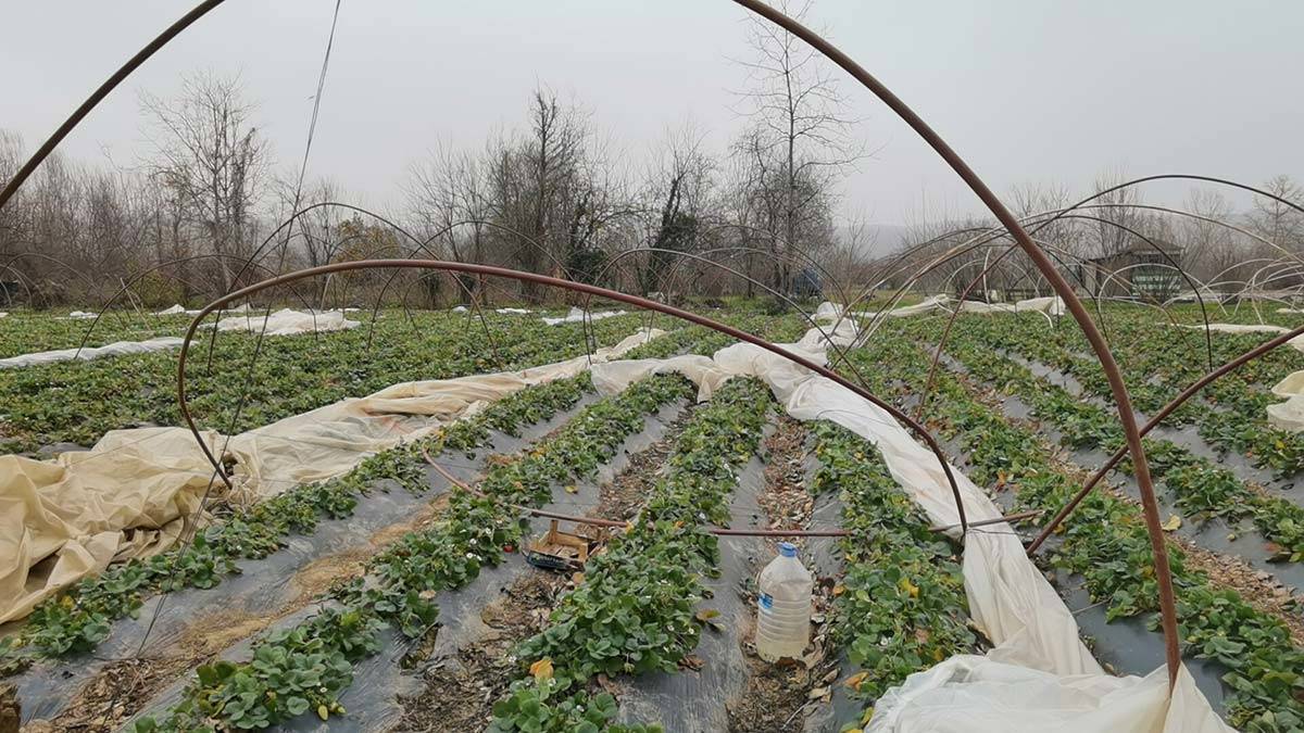 Bursa'da lodosta çilek seraları zarar gördü