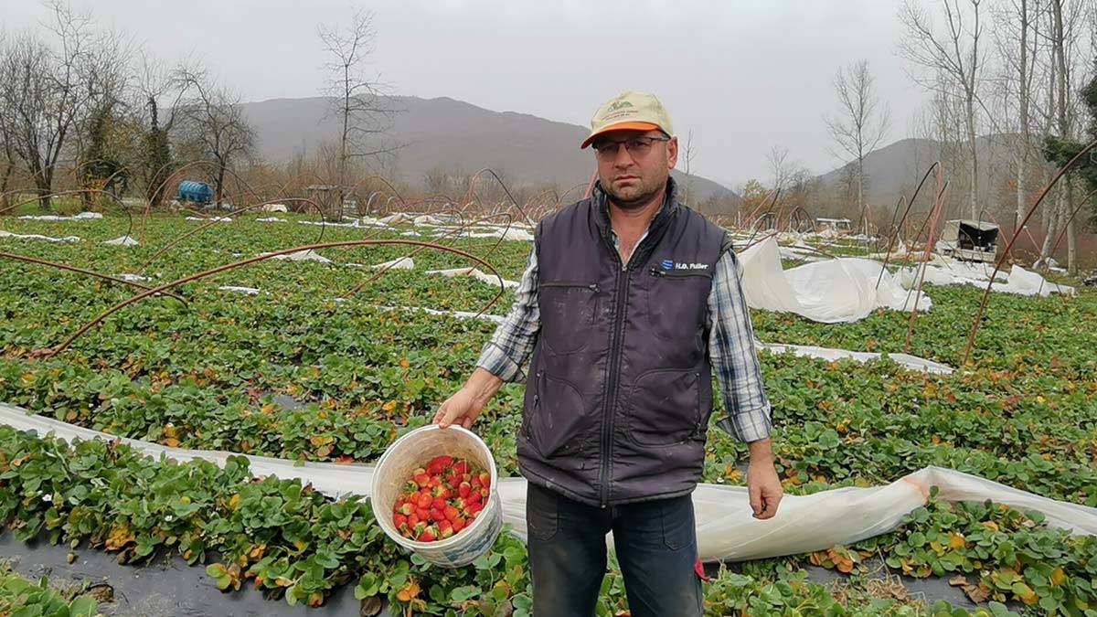Ziraat Odası Yönetim Kurulu Üyesi Ali Satılmış, bölgedeki çiftçilerin toplam 10 milyon TL zararının olduğunu söyledi