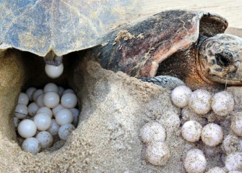 Caretta carettaların neslinde sıcaklık tehlikesi