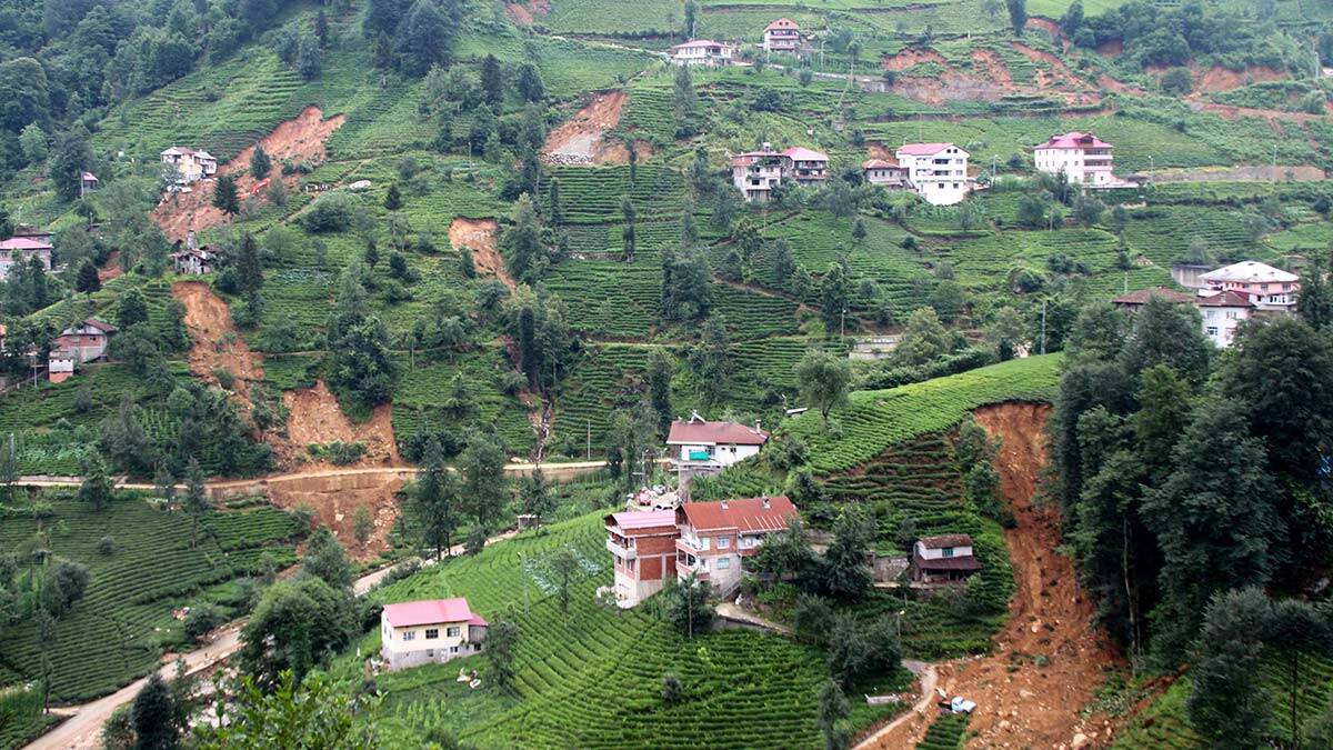 Çay üretiminde ruhsatsız alanlar arttı