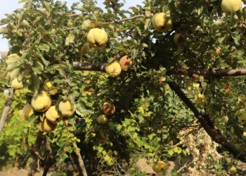 Çoraklaşan Cudi Dağı etekleri renklendi
