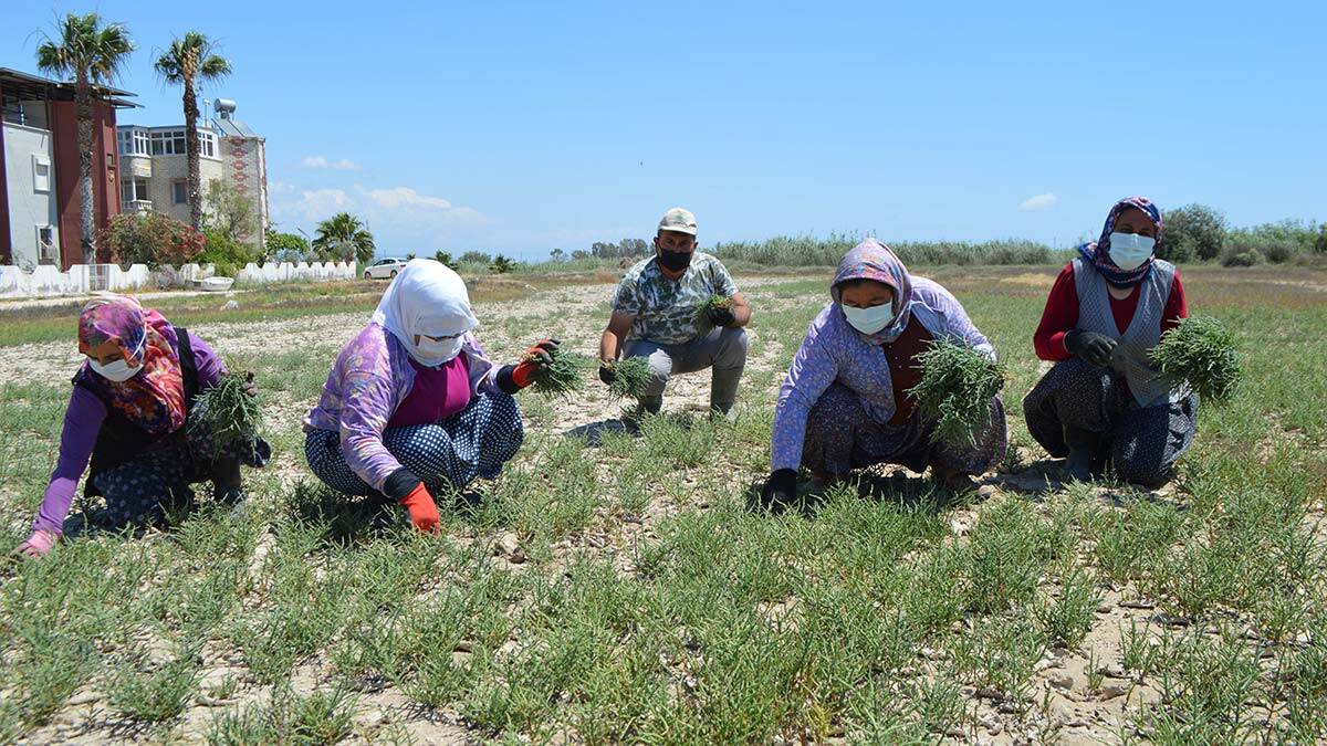 Deniz börülcesi kadınların geçim kaynağı oldu