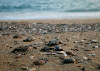 Denize ulaşan caretta caretta sayısını 2 katına çıktı