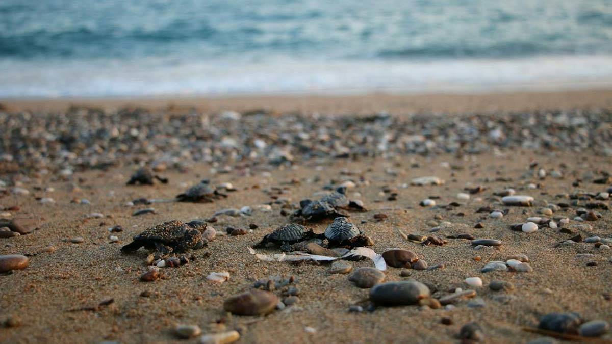 Denize ulaşan caretta caretta sayısını 2 katına çıktı