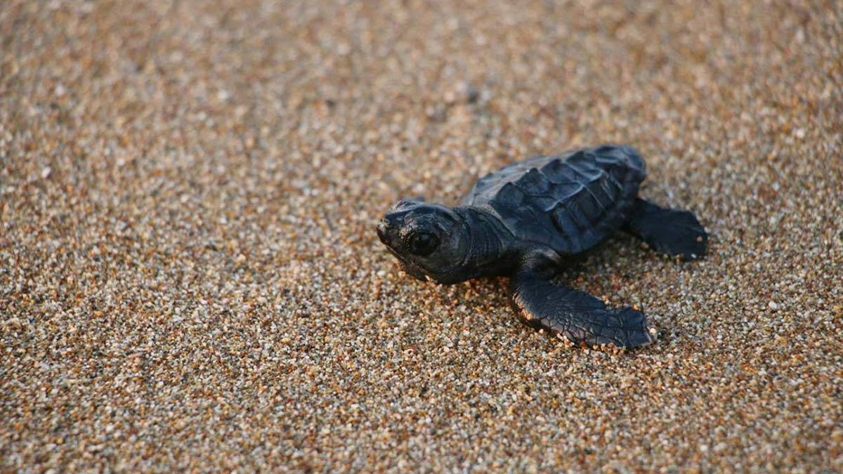 " Denize ulaşan yavru caretta caretta sayısını bu yıl 2 katına çıkarmayı başardık "