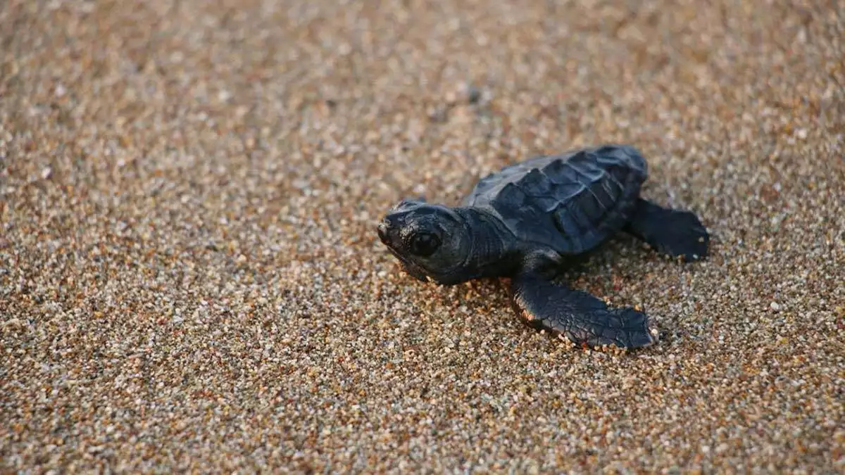 " denize ulaşan yavru caretta caretta sayısını bu yıl 2 katına çıkarmayı başardık "