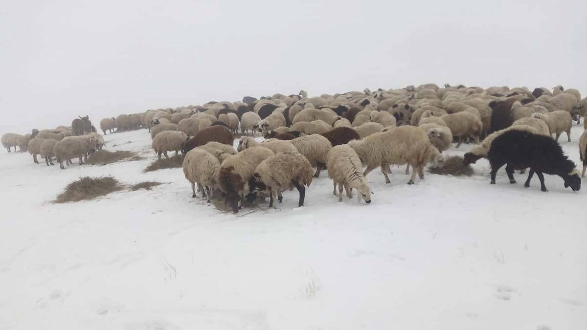 " Biz de hayvanlarımızı alıp ilçe merkezine götürmek için yola çıkacağız "
