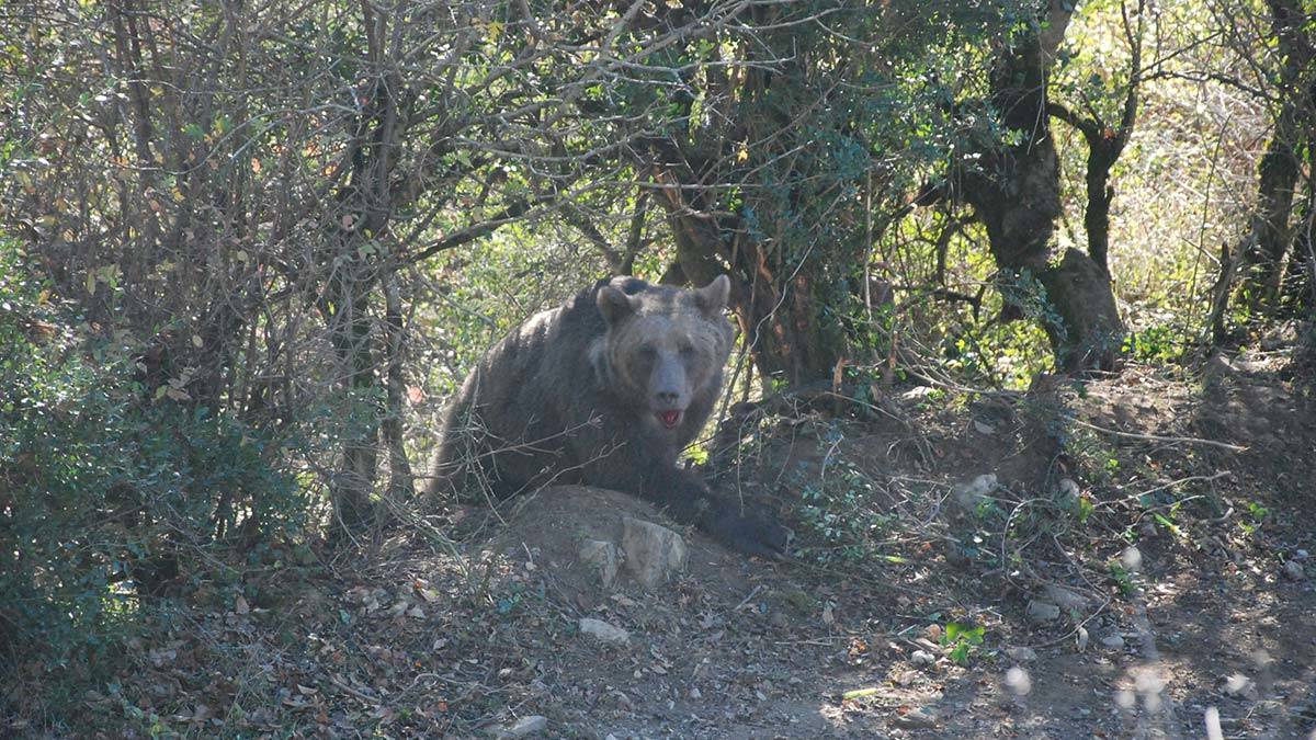 Olayın ardından köy camisinden anons yapılarak vatandaşlar ayıya karşı dikkatli olmaları konusunda uyarıldı