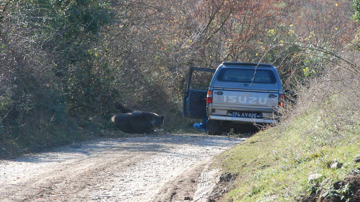 Domuz tuzağına yakalanan ayı kurtarıldı