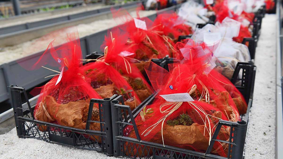 Ankara Büyükşehir Belediyesi, 24 Kasım Öğretmenler Günü'nde öğretmenleri unutmadı. 883 adet çiçek aranjman ANFA ekipleri tarafından okullara dağıtıldı.