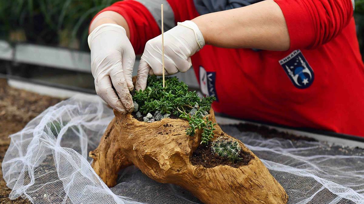 Ankara Büyükşehir Belediyesi, ‘24 Kasım Öğretmenler Günü’ nedeniyle ANFA Bitki Evi’nde özel olarak hazırlanan çiçek aranjmanlarını kırsal ve merkez ilçelerdeki bin 883 okula göndererek öğretmenlere sürpriz yaptı.