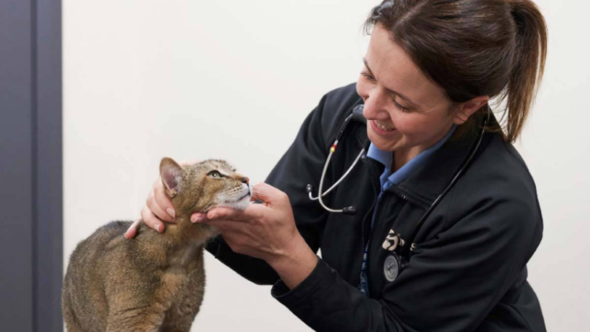 Erken teşhis hayvanlarda da hayat kurtarıyor