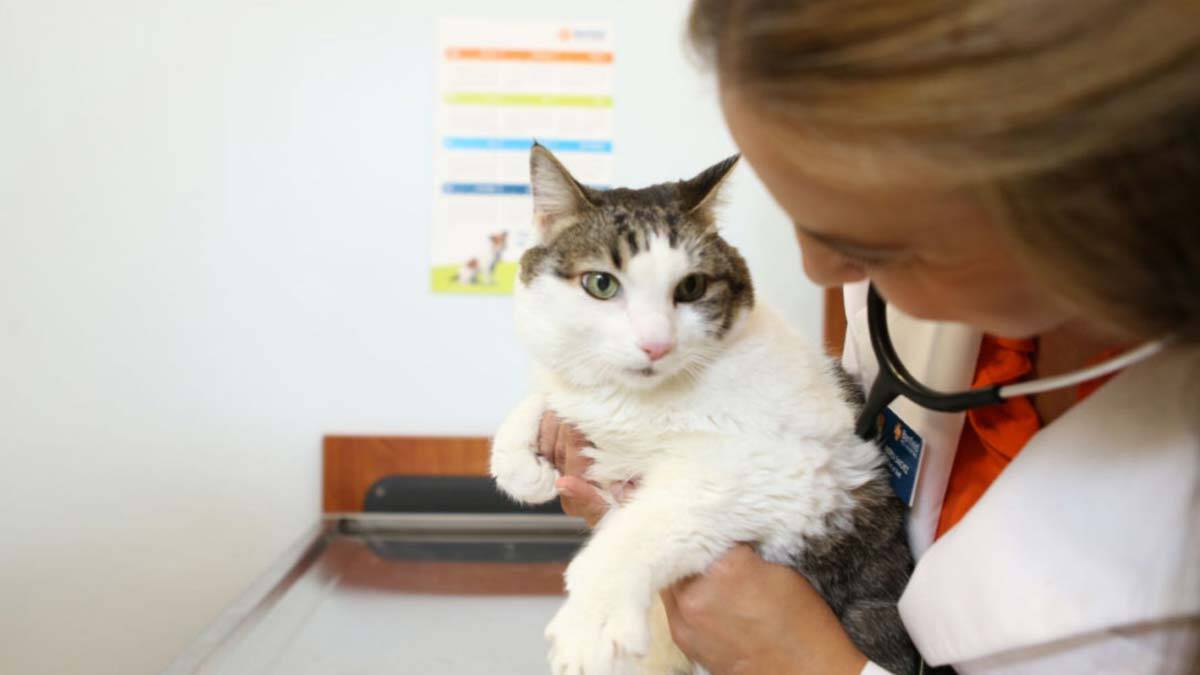 Erken teşhis hayvanlarda da hayat kurtarıyor