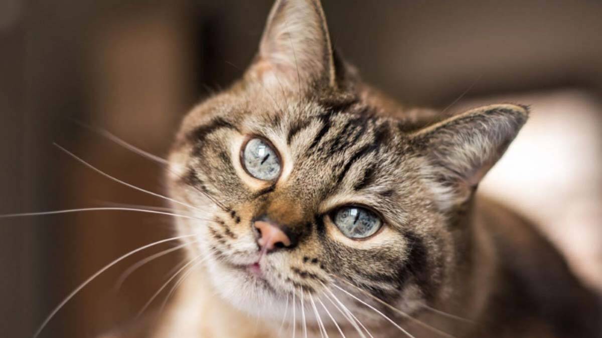 " Yaşam boyu mutlu ve sağlıklı bir birliktelik için biz hayvan sahiplerinin en büyük destek noktası veteriner hekimler"