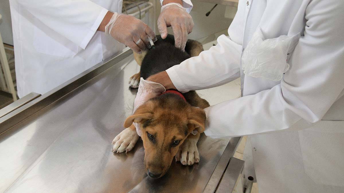 Hayvan barınağı kışa hazır