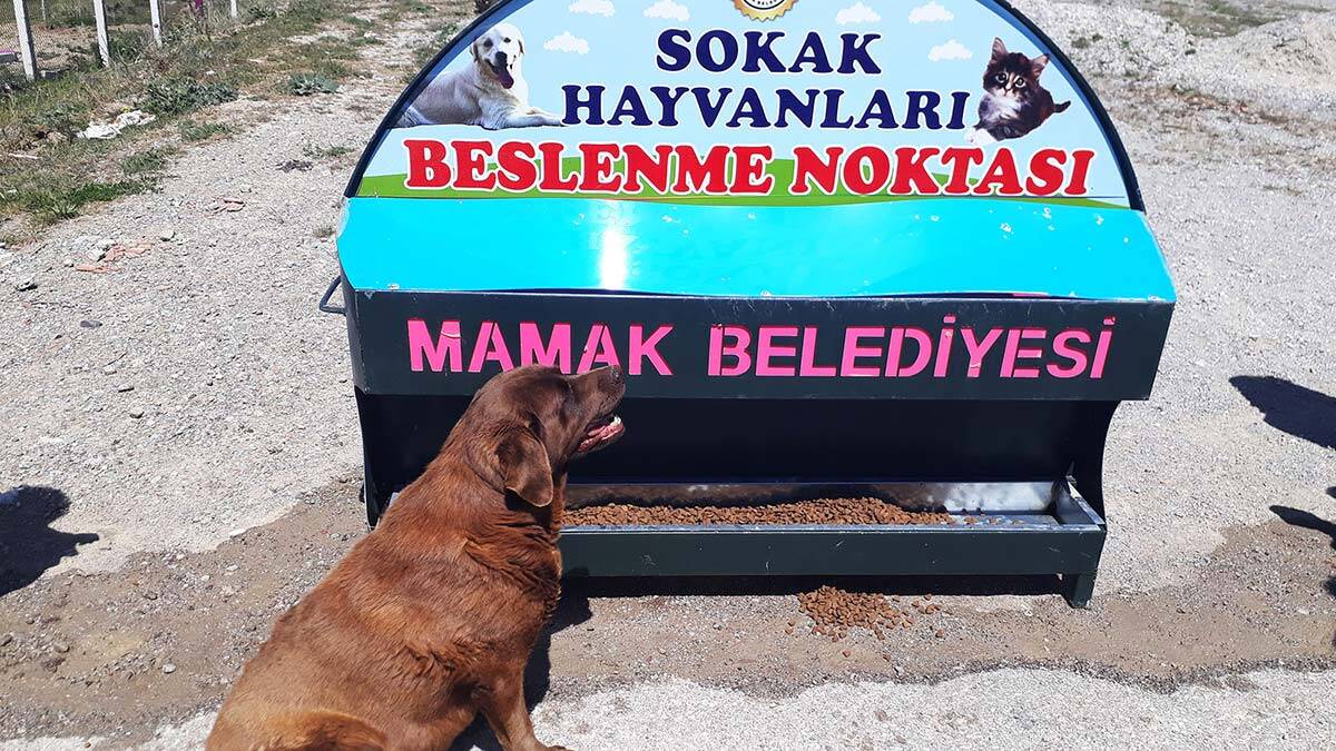 Hayvan barınağı kışa hazır