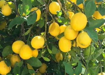 Limon ve muz üreticisi dertli