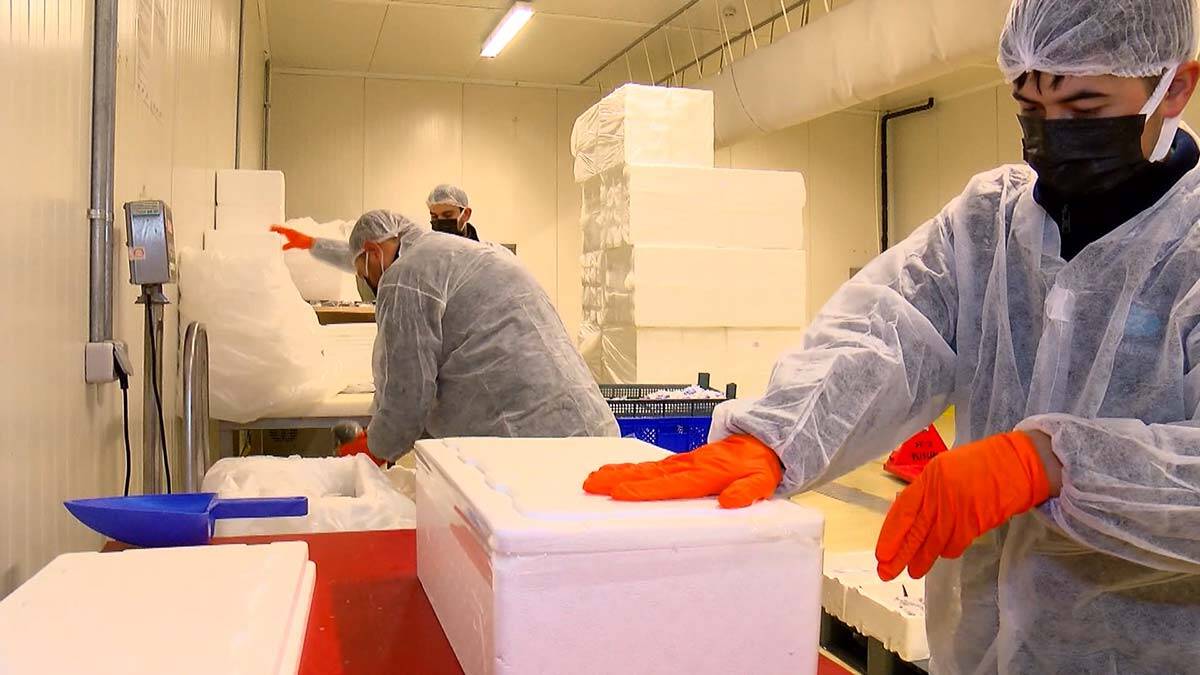 " Buradan THY uçakları ile soğuk zincir bozulmadan muhafaza edilerek taşınıyor"