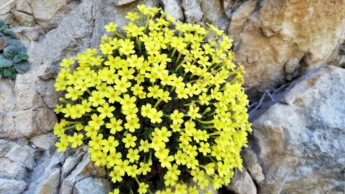 Güzel-Zeynep Işık Çiçeği dünya literatürüne girdi