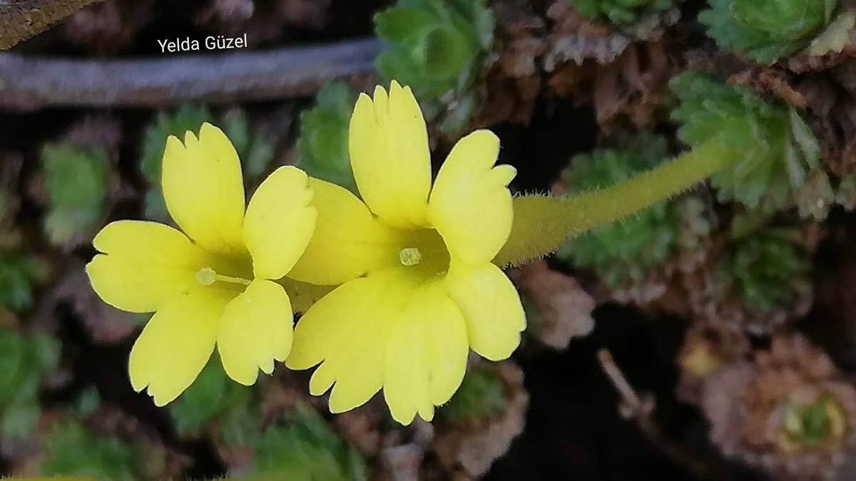 " 'Zeynep' adı güzellik ile süs ile özdeş olduğundan, coğrafyamızdaki en yaygın kadın adı olduğundan"