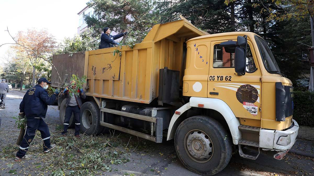 Ağaçlara budama çalışması yapılıyor