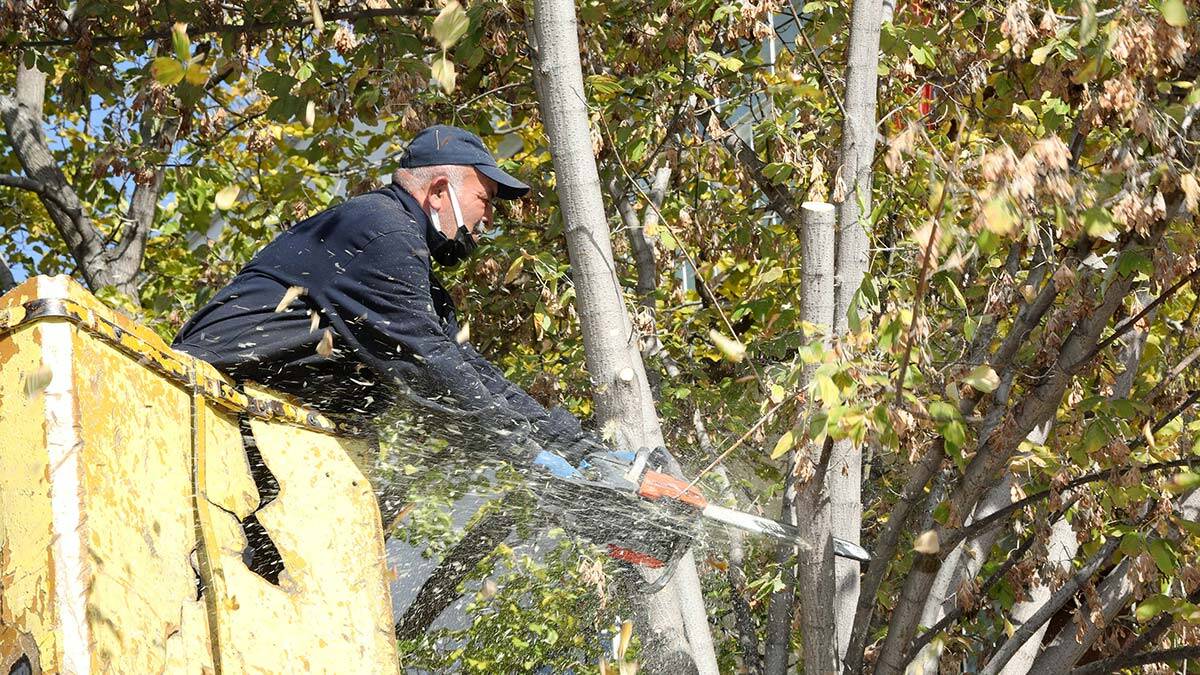 Ağaçlara budama çalışması yapılıyor
