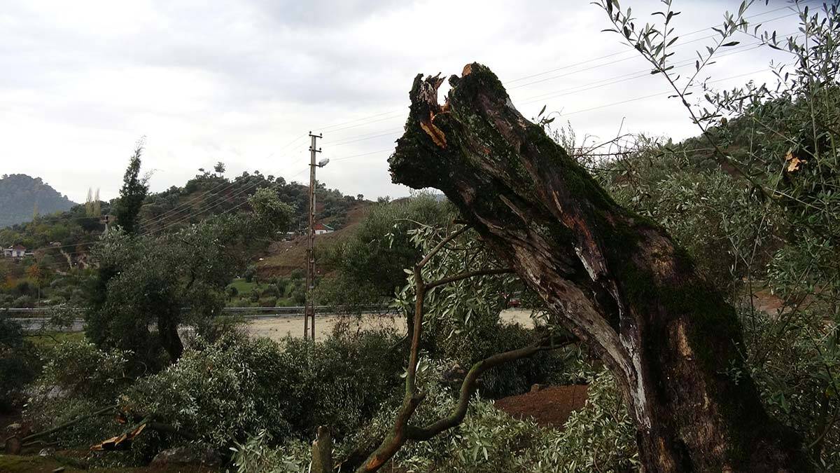 İncirliova'da hortum ve fırtına ağaçları devirdi