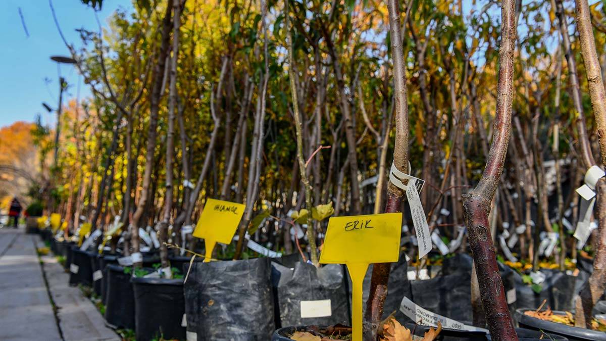 ANFA Bitki Evi meyve ağacı dikimi başladı