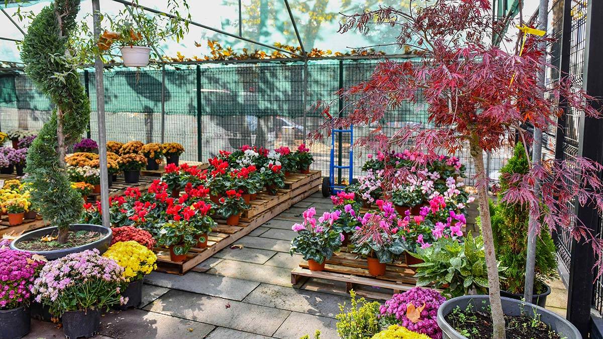 ANFA Bitki Evi meyve ağacı dikimi başladı