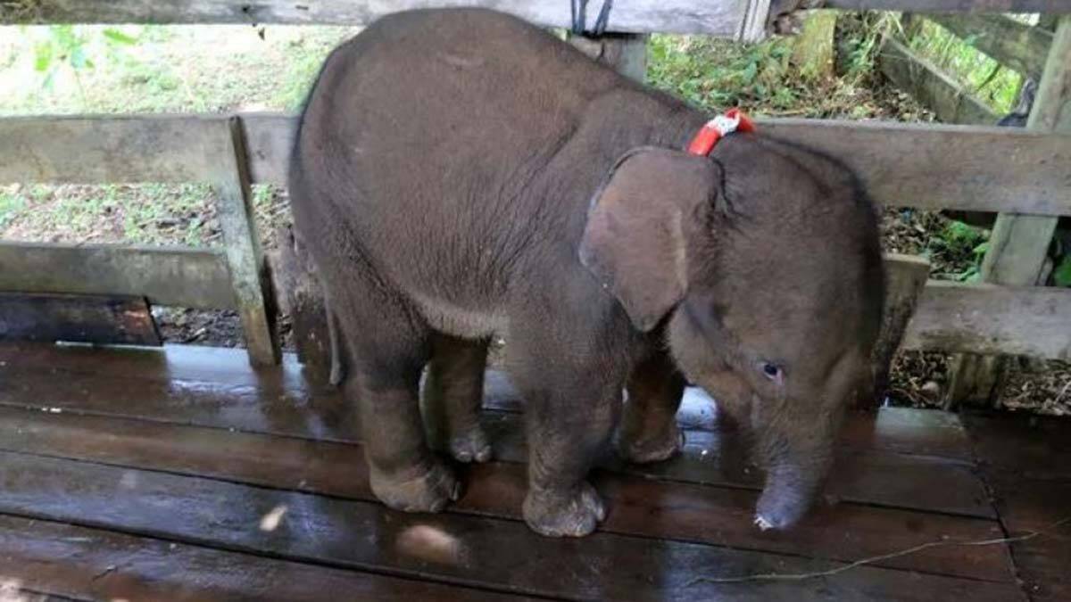 Hortumu kopan fil hayatını kaybetti
