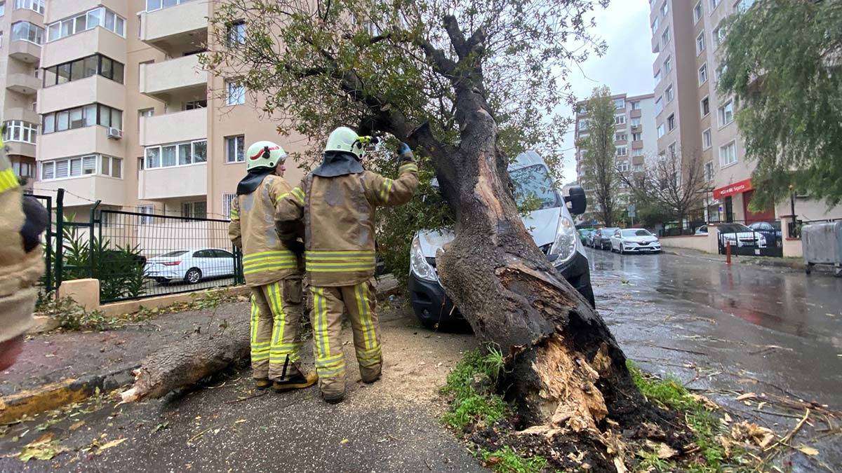 " Bu devrilen ağaç baya eski"