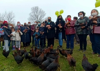 Kadın girişimcilere 36 bin 750 tavuk dağıtıldı