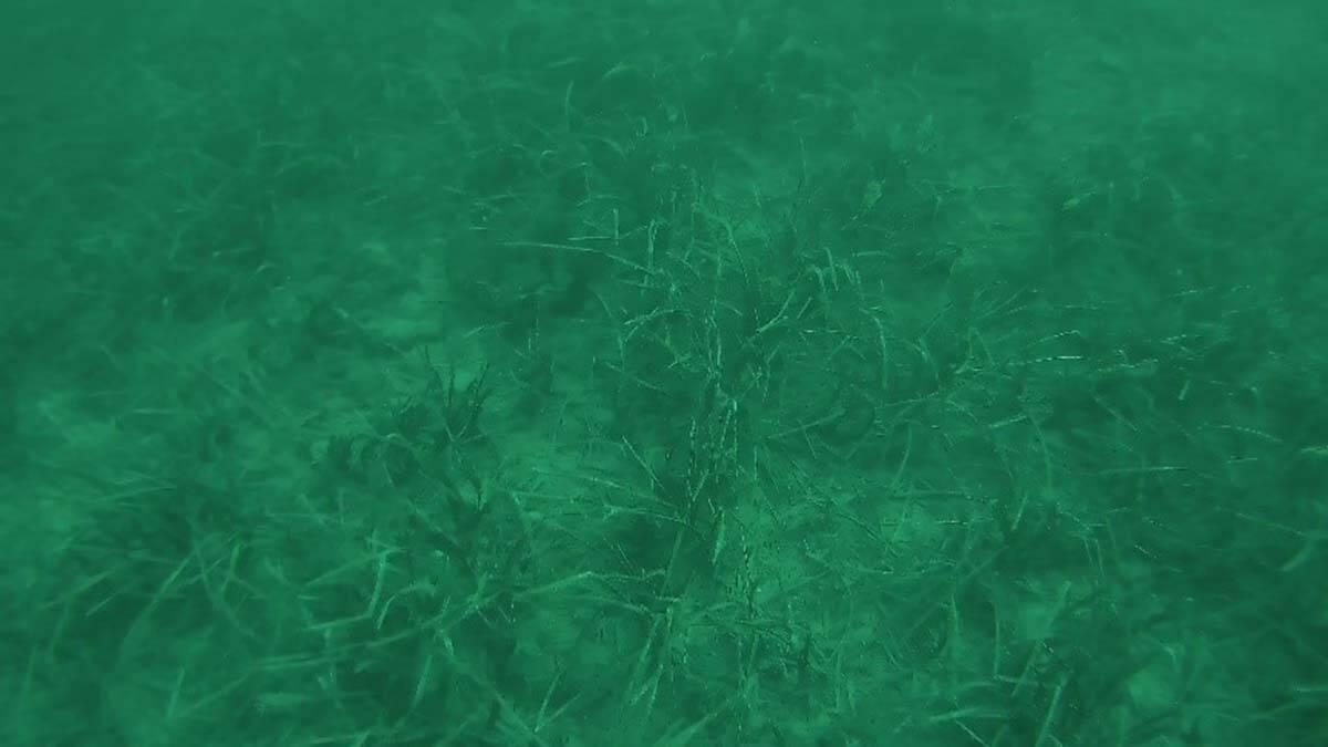 Denizel ekosisteme olumsuz etkisi olan bütün unsurların inceleneceğini belirtildi