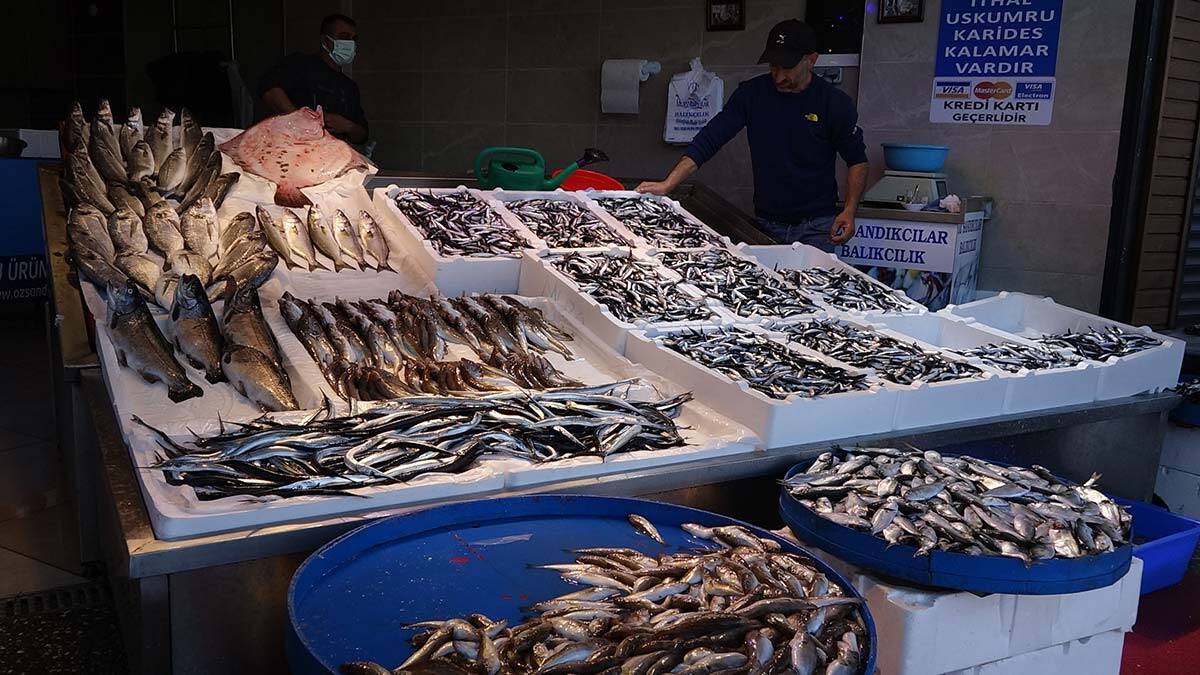 Karadeniz'de hamside bu yıl bolluk yaşanıyor